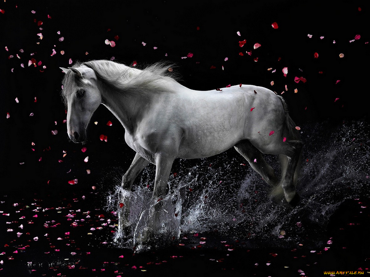 horses, horse, , 